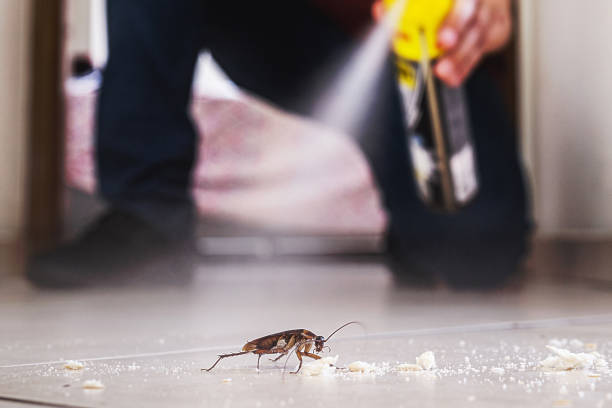 Flea Control Services in Saucier, MS